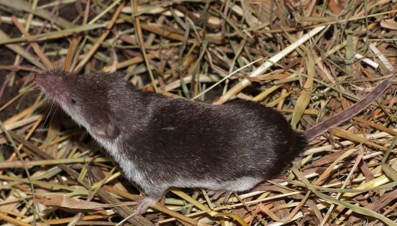 Spitzmaus
