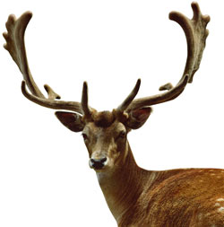 Hirsch