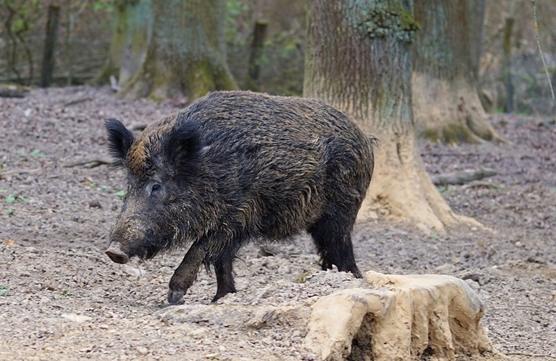 Wildschwein