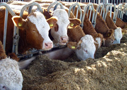 Kühe fressen Silage